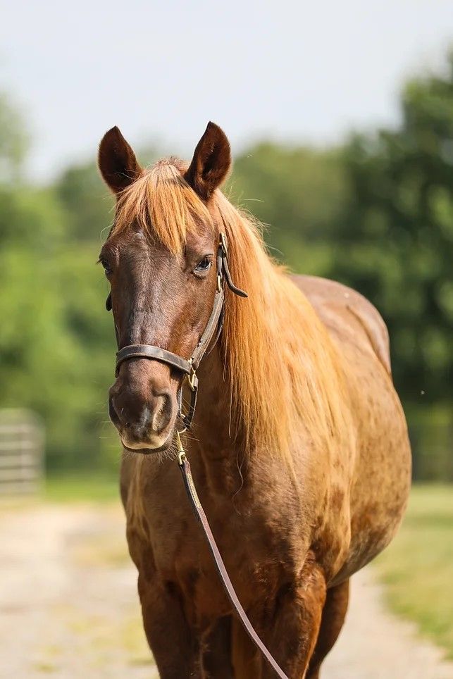 Ruffles, an adoptable Gaited in Nicholasville, KY_image-3