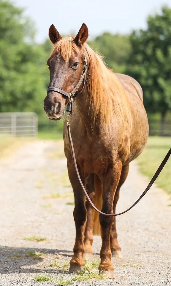 Ruffles, an adoptable Gaited in Nicholasville, KY_image-4