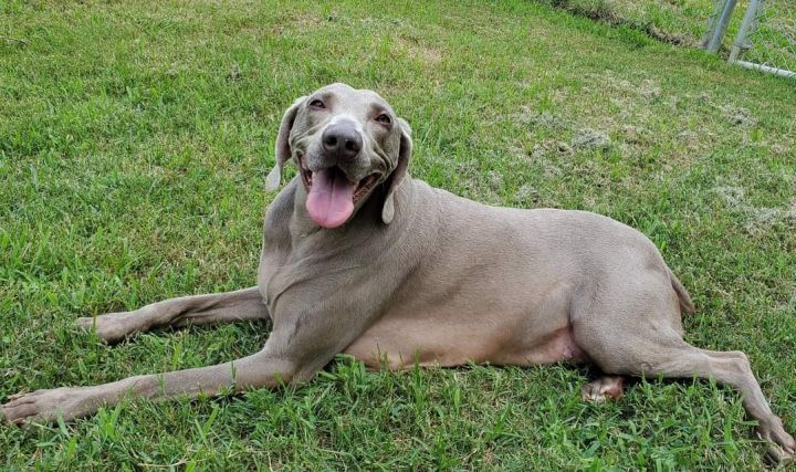 Maggie, an adopted Weimaraner in Memphis, TN_image-2