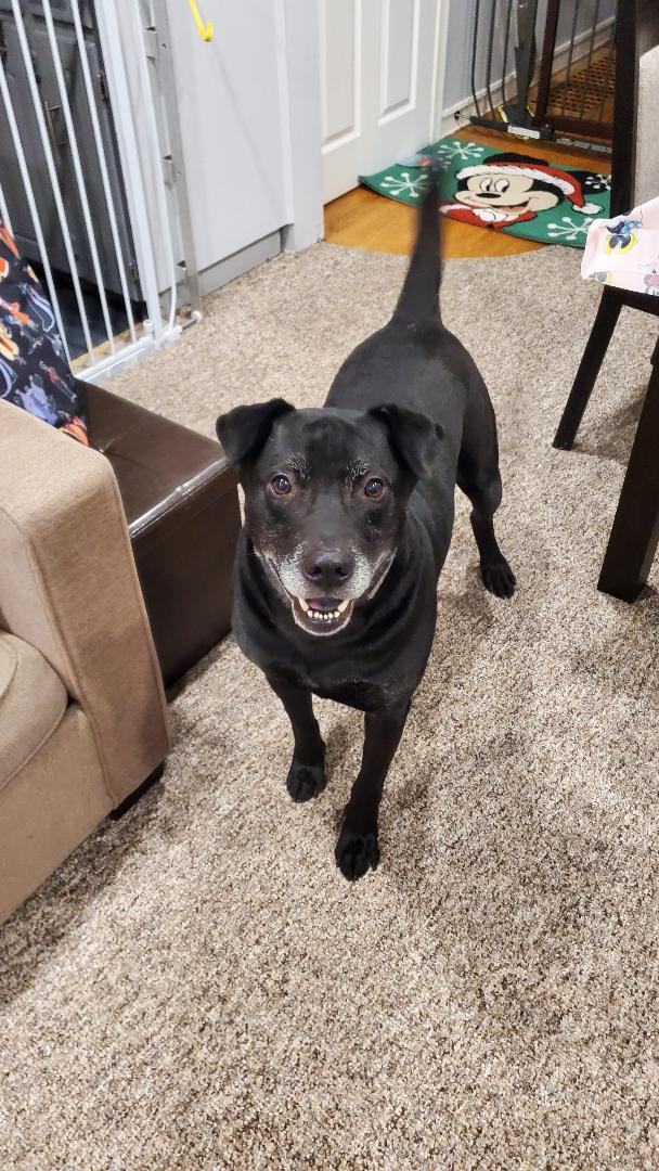 Hugo (20210616-02), an adoptable Labrador Retriever in Niagara Falls, ON, L2E 5J4 | Photo Image 2