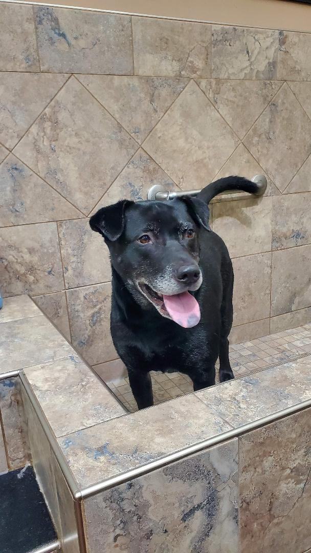 Hugo (20210616-02), an adoptable Labrador Retriever in Niagara Falls, ON, L2E 5J4 | Photo Image 3