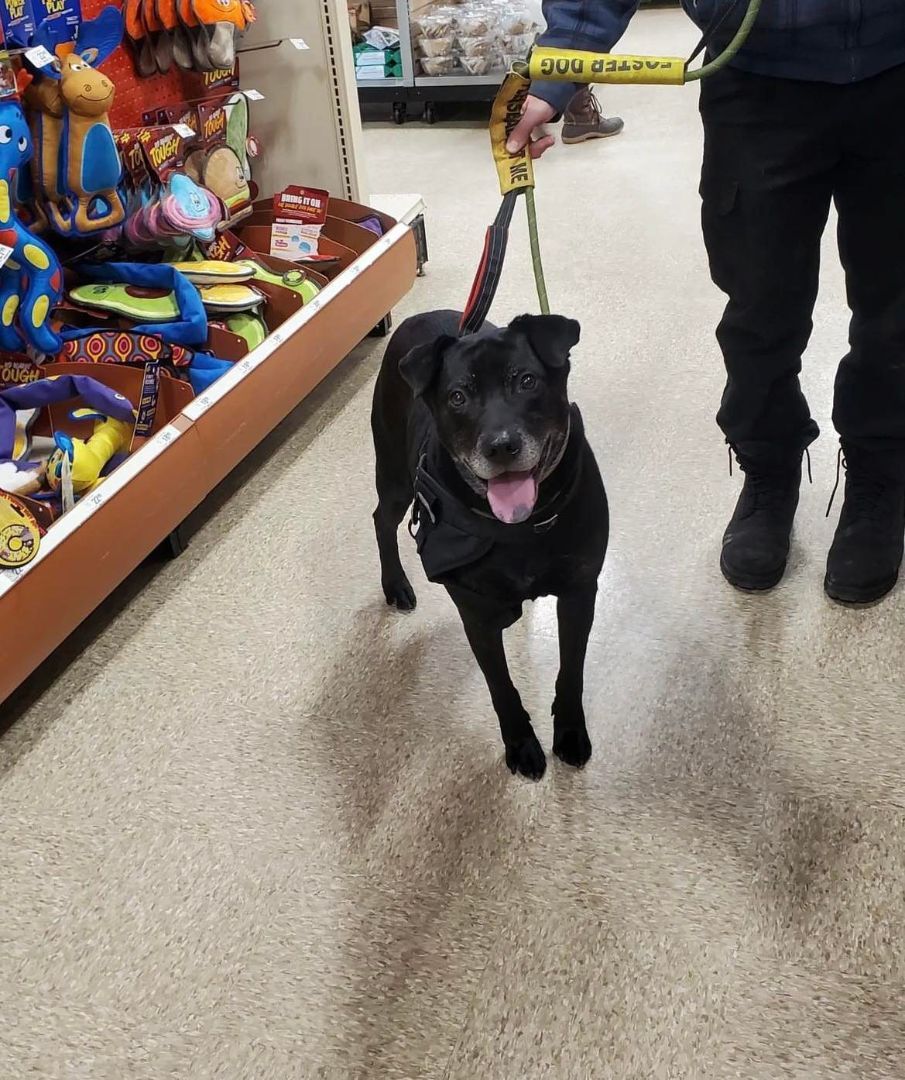 Hugo (20210616-02), an adoptable Labrador Retriever in Niagara Falls, ON, L2E 5J4 | Photo Image 1