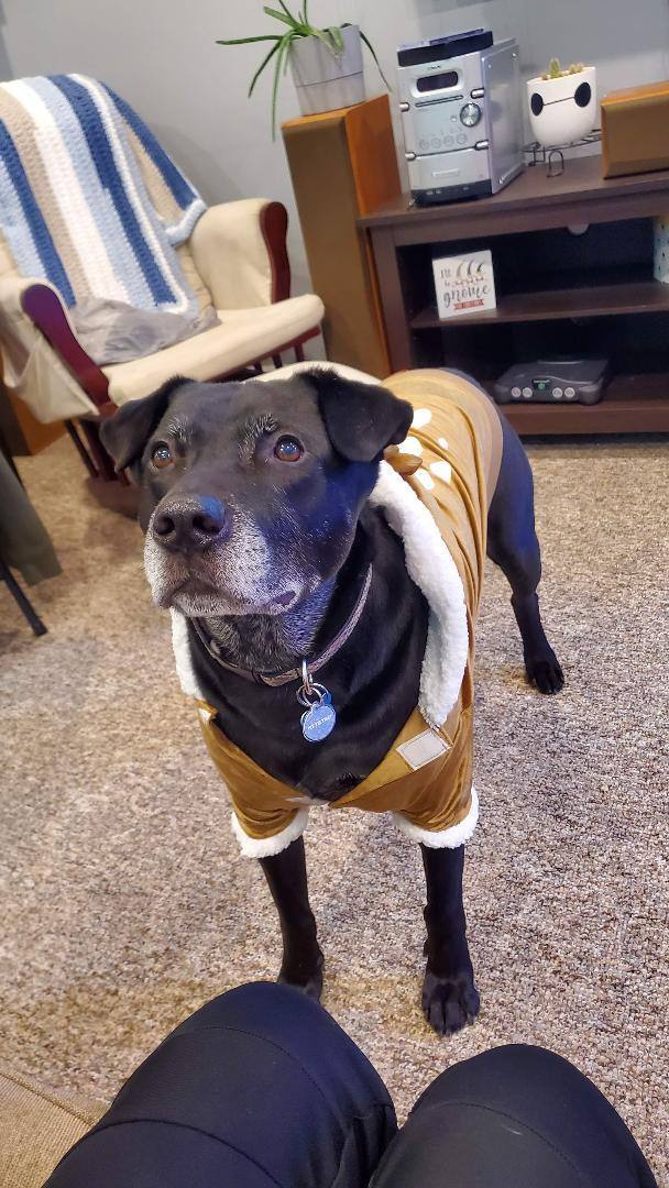 Hugo (20210616-02), an adoptable Labrador Retriever in Niagara Falls, ON, L2E 5J4 | Photo Image 4