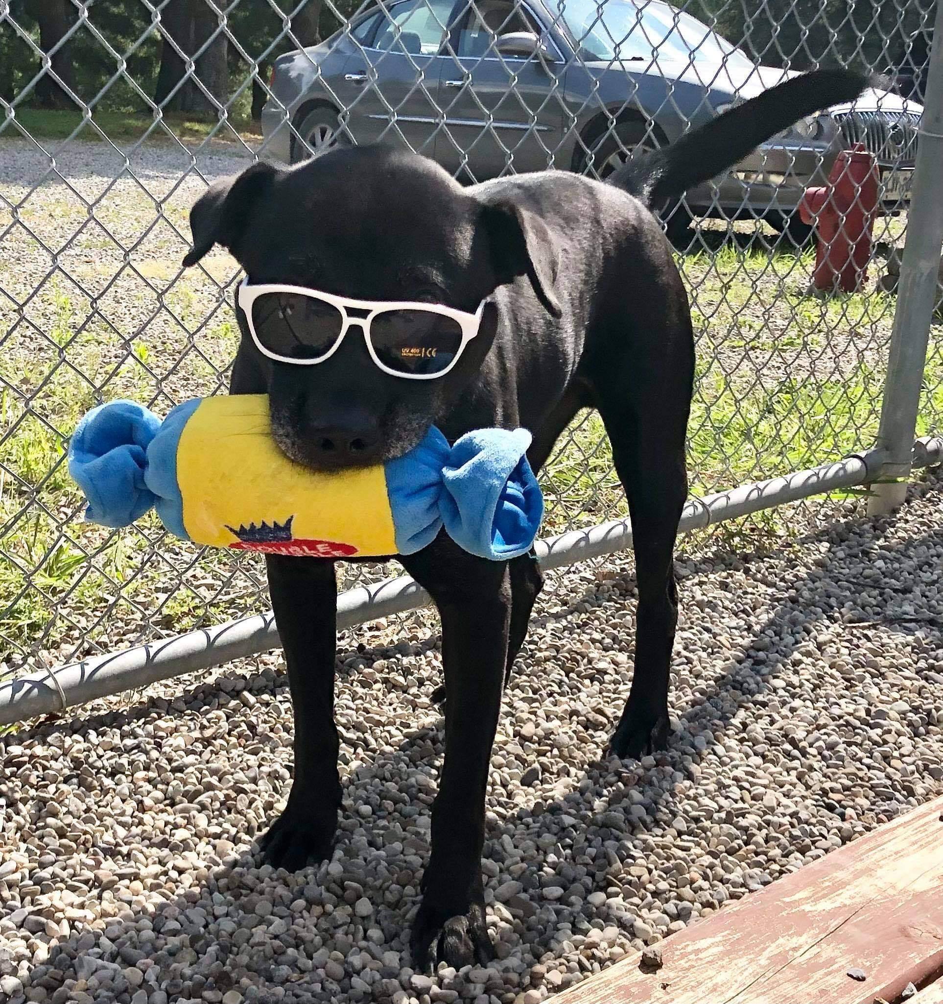 Hugo (20210616-02), an adoptable Labrador Retriever in Niagara Falls, ON, L2E 5J4 | Photo Image 5