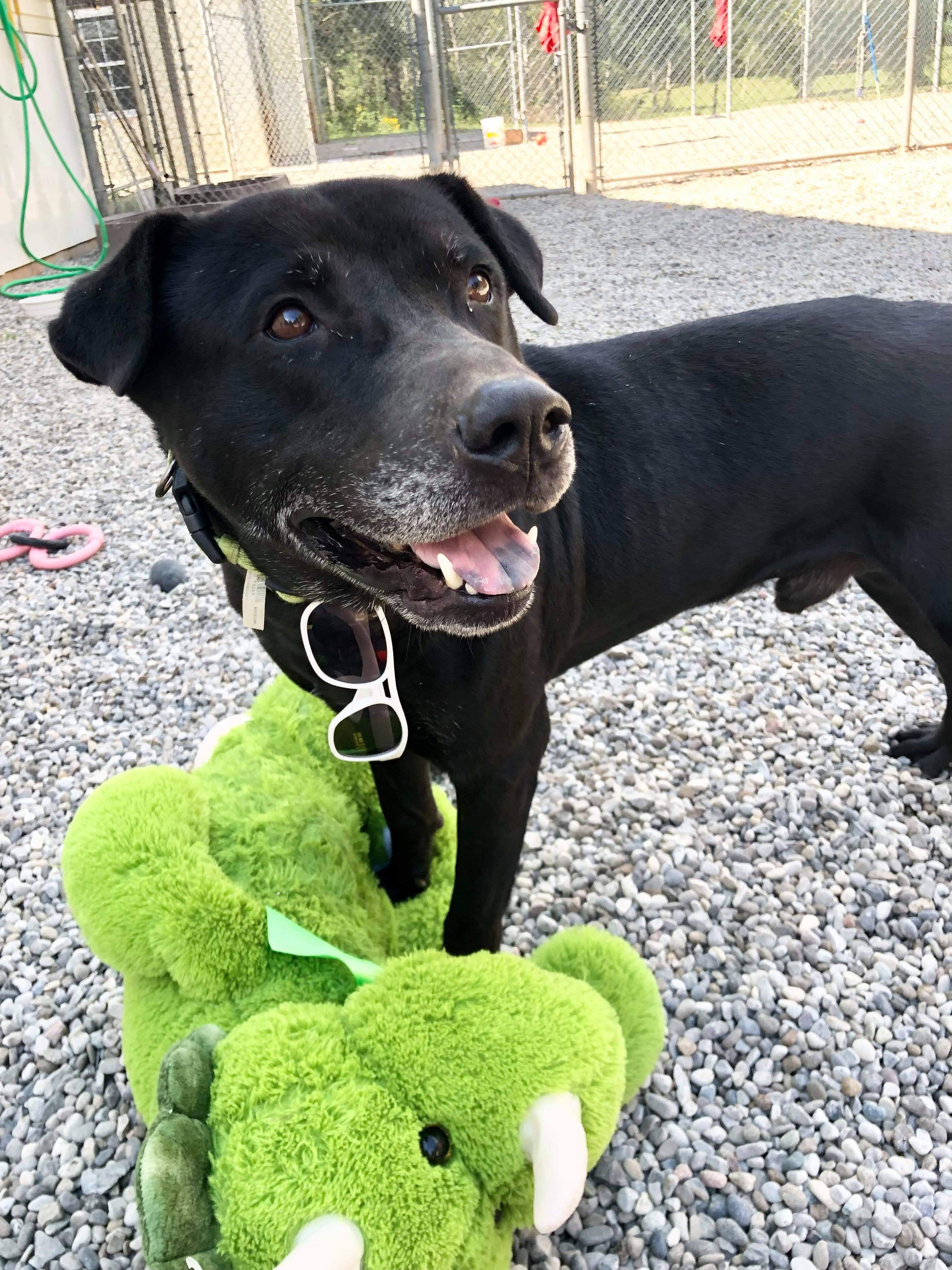 Hugo (20210616-02), an adoptable Labrador Retriever in Niagara Falls, ON, L2E 5J4 | Photo Image 6