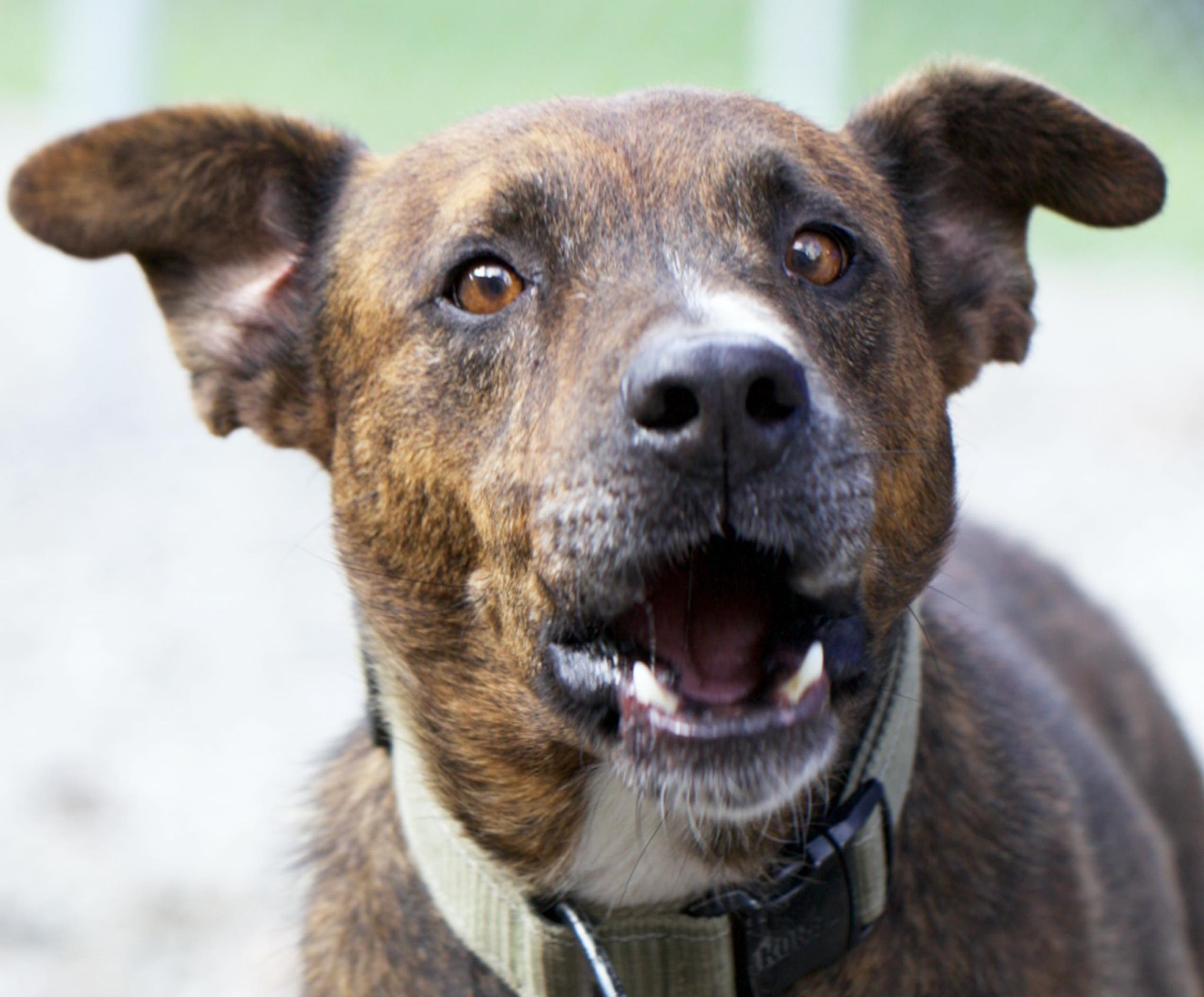 Tigger (20210614-01), an adoptable Labrador Retriever, Shepherd in Niagara Falls, ON, L2E 5J4 | Photo Image 2