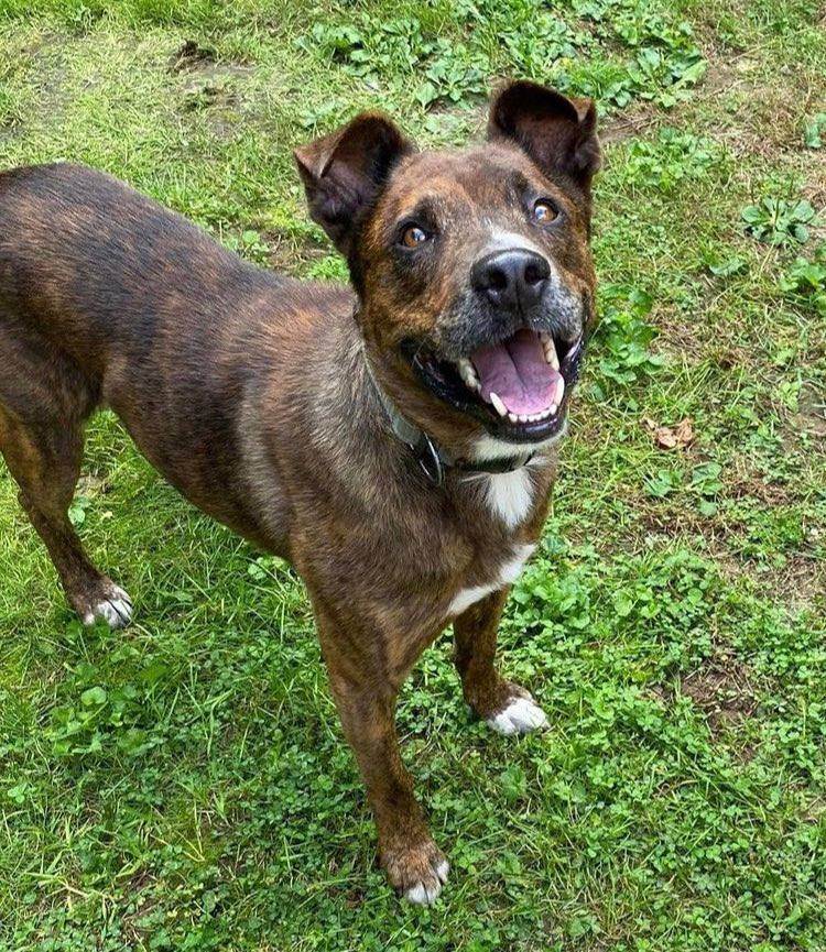 Tigger (20210614-01), an adoptable Labrador Retriever, Shepherd in Niagara Falls, ON, L2E 5J4 | Photo Image 1