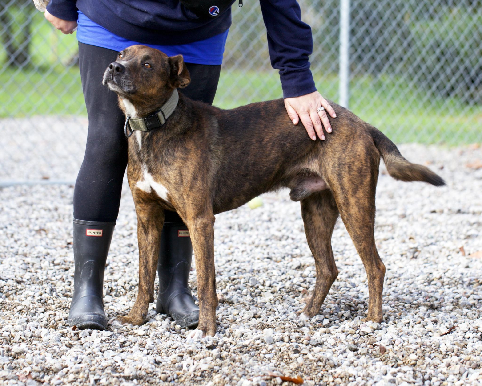 Tigger (20210614-01), an adoptable Labrador Retriever, Shepherd in Niagara Falls, ON, L2E 5J4 | Photo Image 4