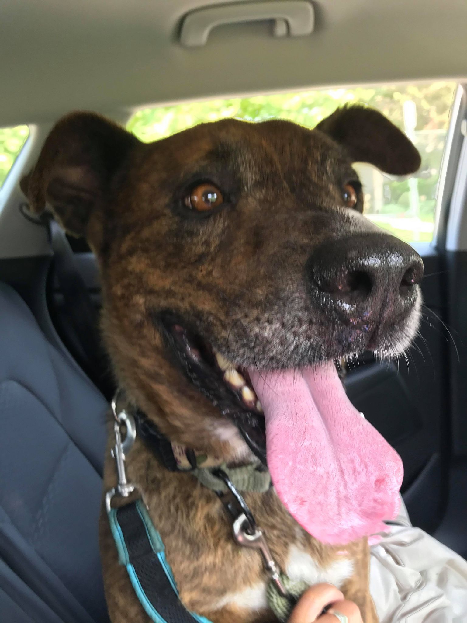 Tigger (20210614-01), an adoptable Labrador Retriever, Shepherd in Niagara Falls, ON, L2E 5J4 | Photo Image 6