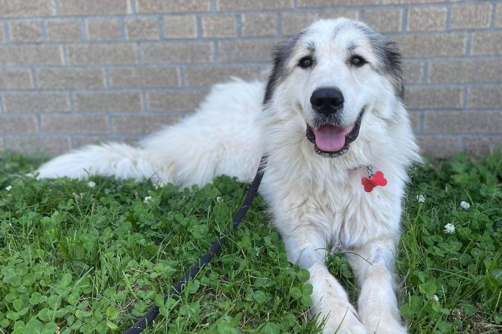 Colorado, an adopted Great Pyrenees Mix in Detroit, MI_image-1