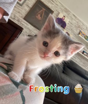 Frosting 1
