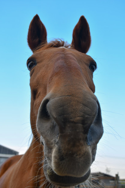 Bonnie, an adoptable Quarterhorse in Bellingham, WA_image-4