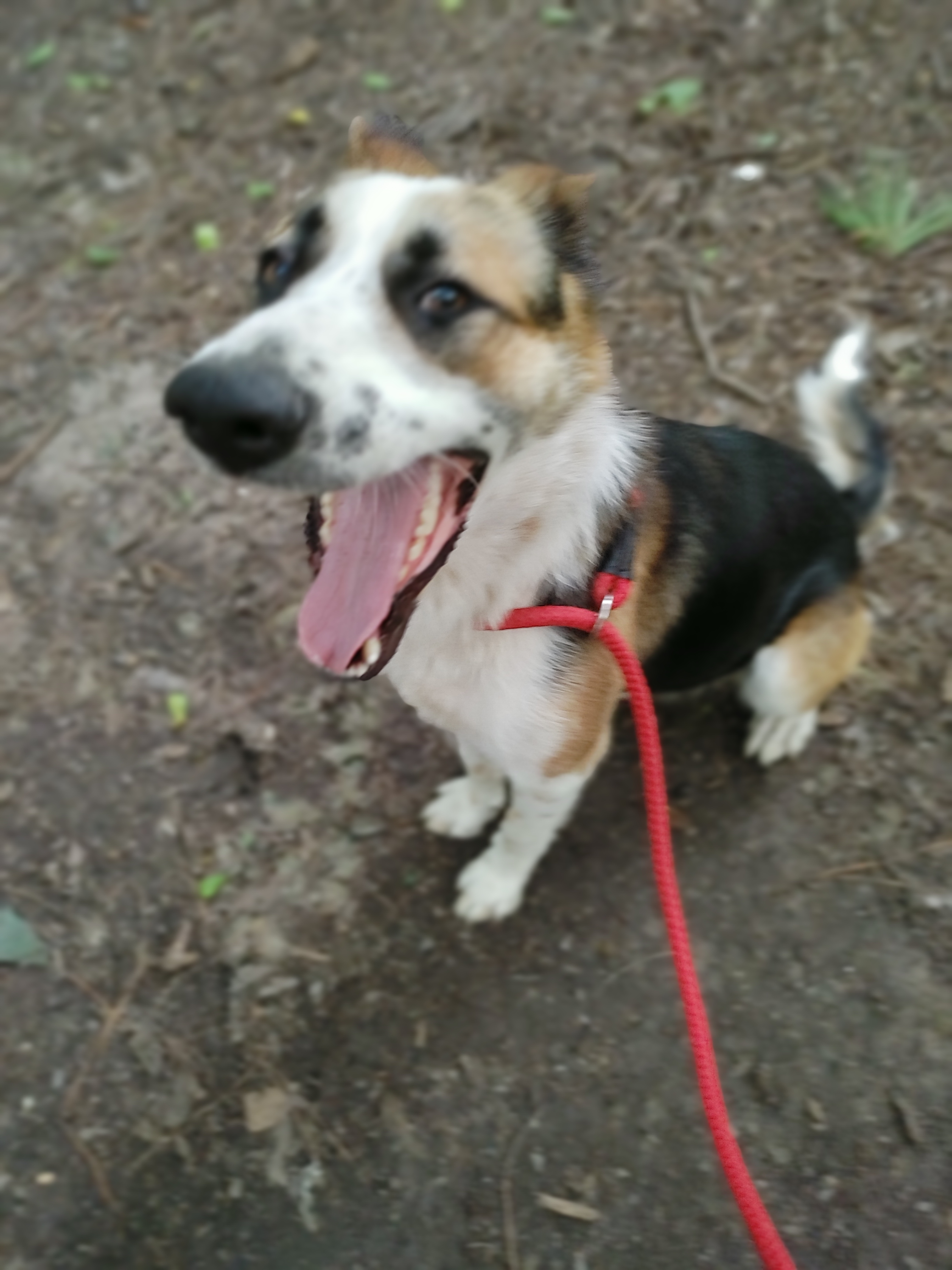 Jazz, an adoptable German Shepherd Dog in Houston, TX, 77075 | Photo Image 1