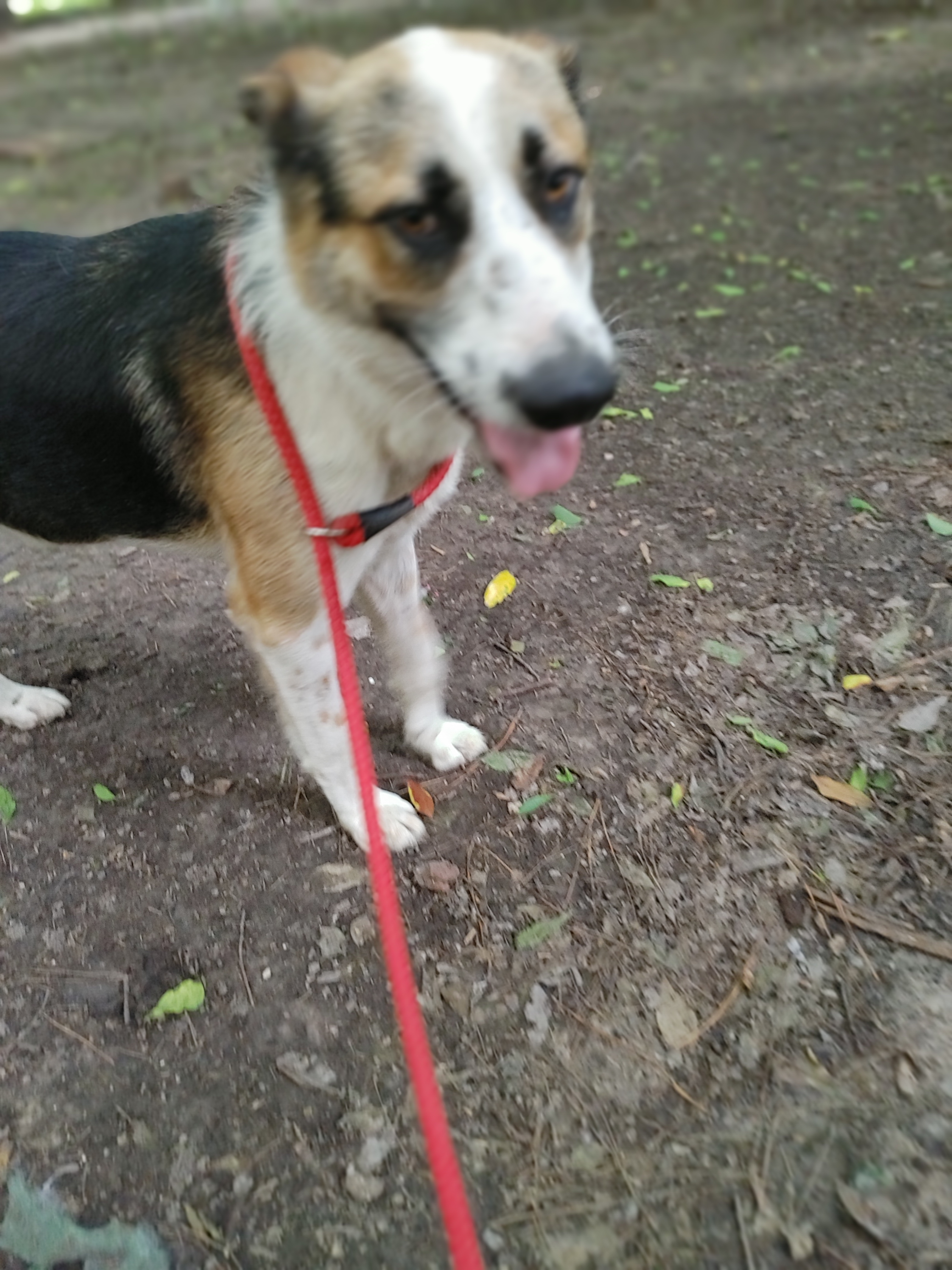 Jazz, an adoptable German Shepherd Dog in Houston, TX, 77075 | Photo Image 2