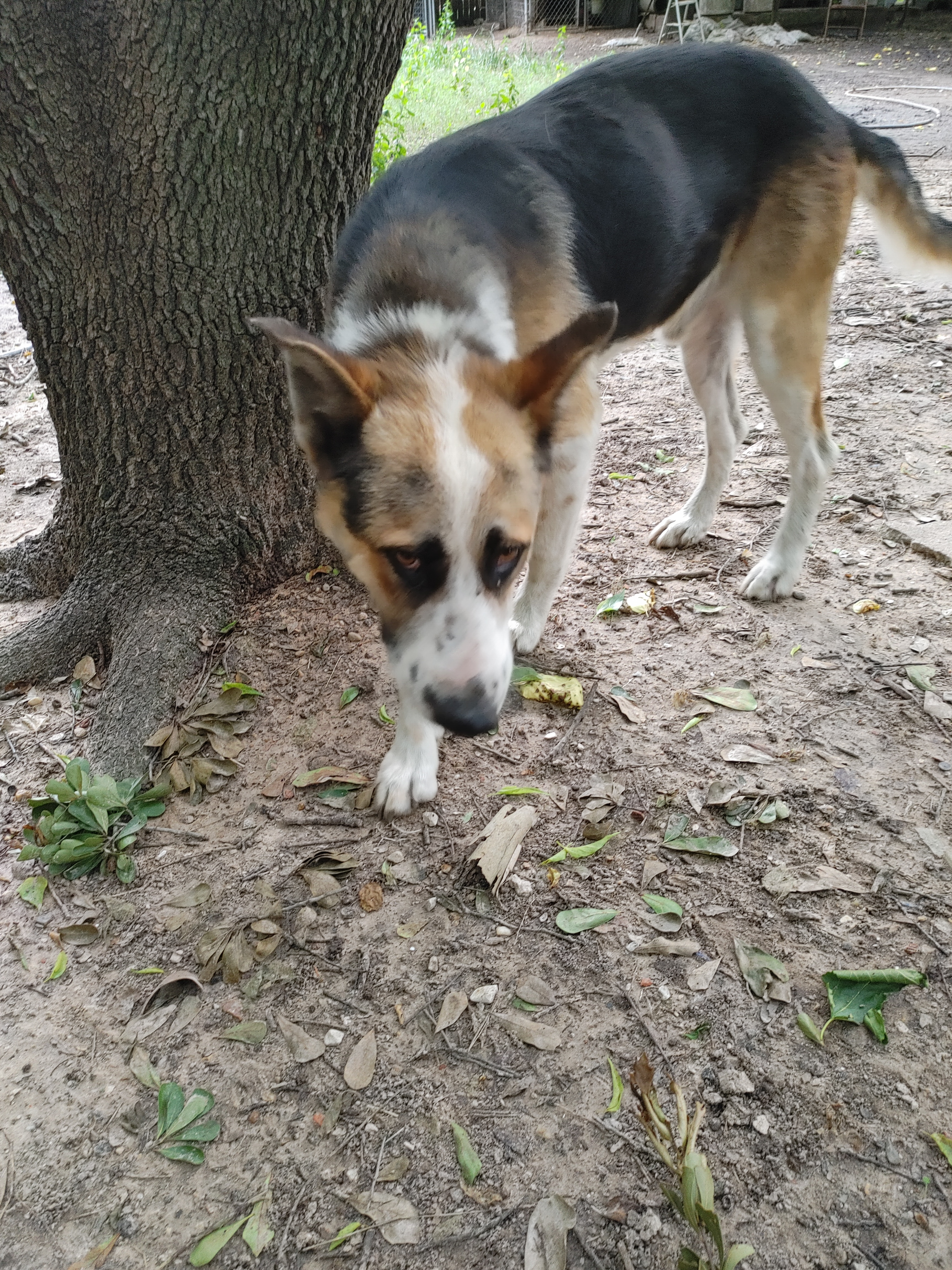 Jazz, an adoptable German Shepherd Dog in Houston, TX, 77075 | Photo Image 3