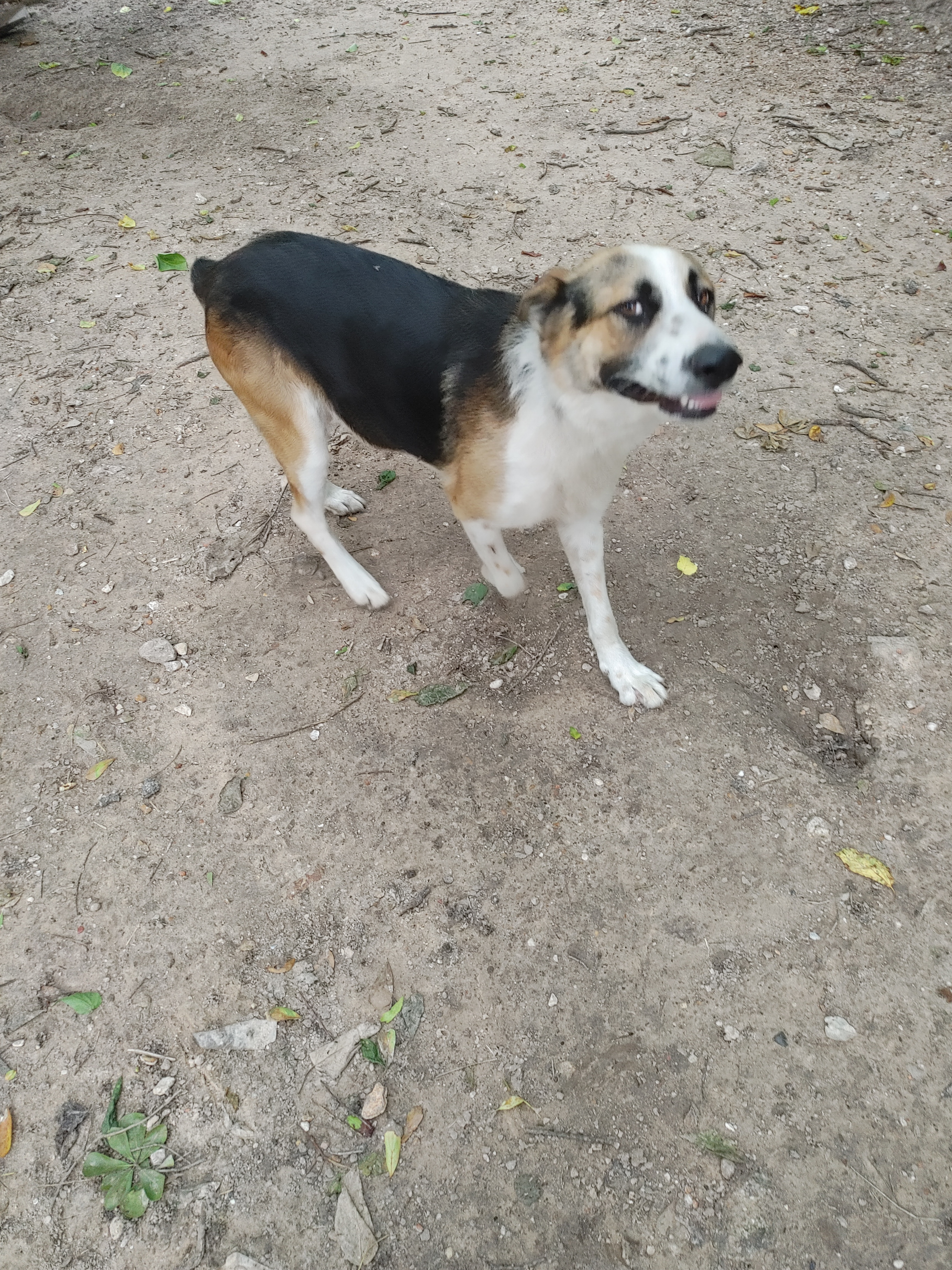 Jazz, an adoptable German Shepherd Dog in Houston, TX, 77075 | Photo Image 4