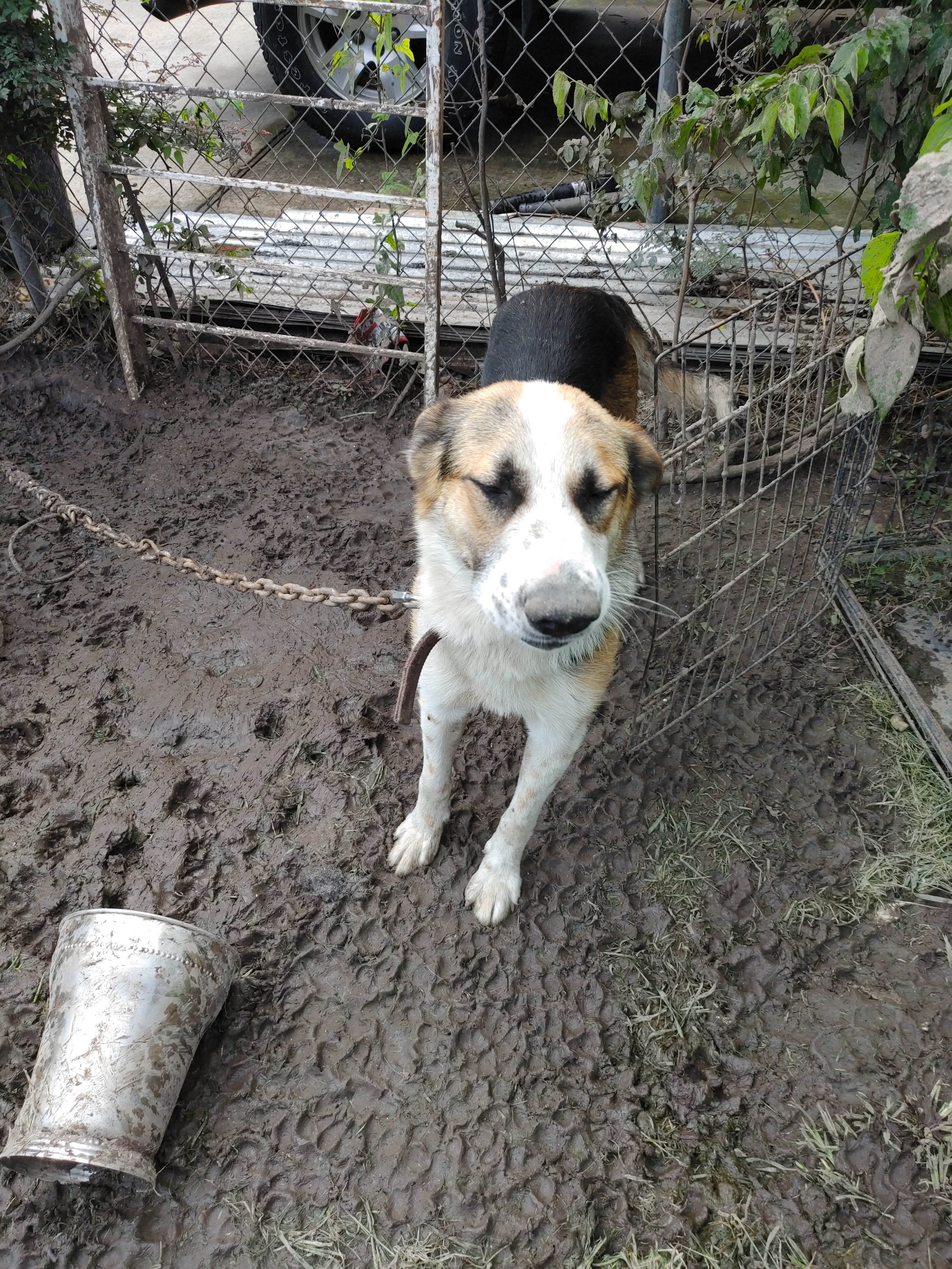 Jazz, an adoptable German Shepherd Dog in Houston, TX, 77075 | Photo Image 5