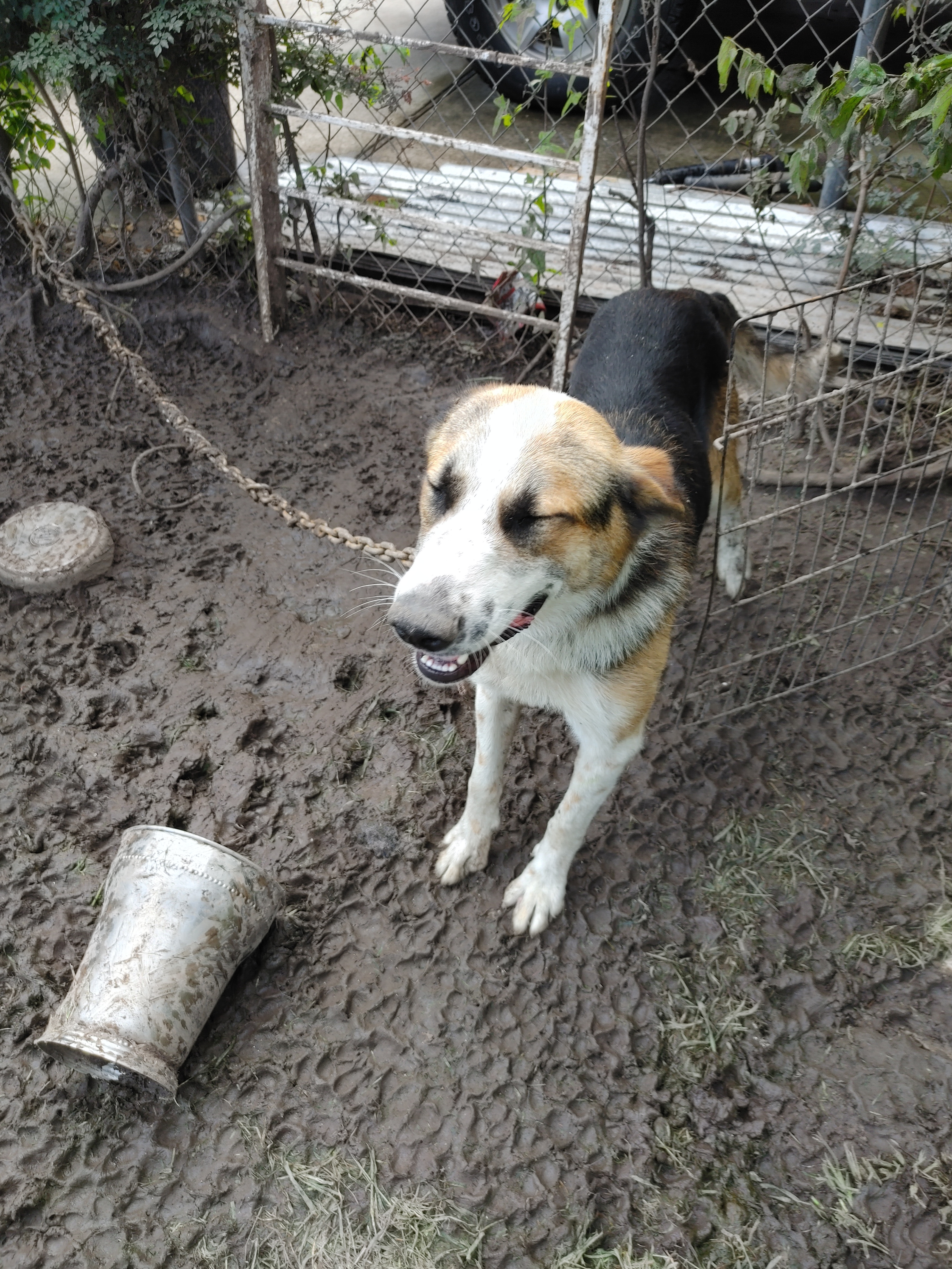 Jazz, an adoptable German Shepherd Dog in Houston, TX, 77075 | Photo Image 6