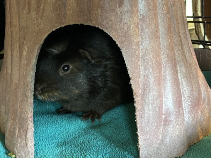 Chocolate, an adopted Guinea Pig in Bellingham, WA_image-2