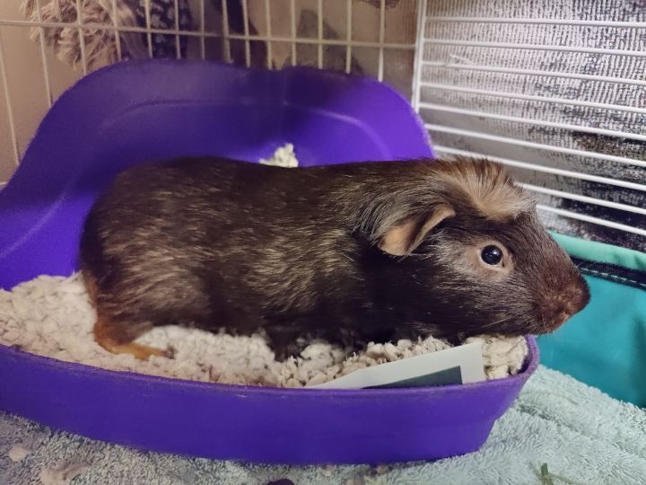 Chocolate, an adopted Guinea Pig in Bellingham, WA_image-3
