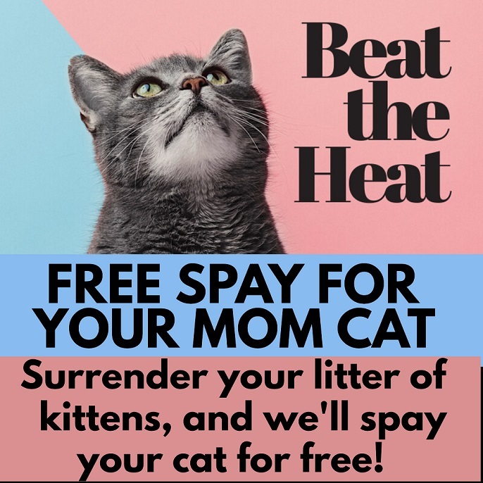 Free Spay for Mom Cats!, an adoptable Domestic Short Hair in Hamilton, ON, L8G 2G2 | Photo Image 1