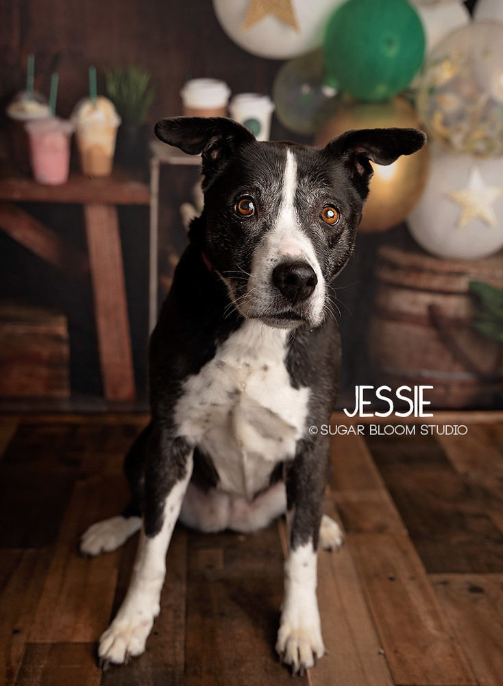 Jessie, an adoptable Labrador Retriever in Littleton, CO, 80126 | Photo Image 2