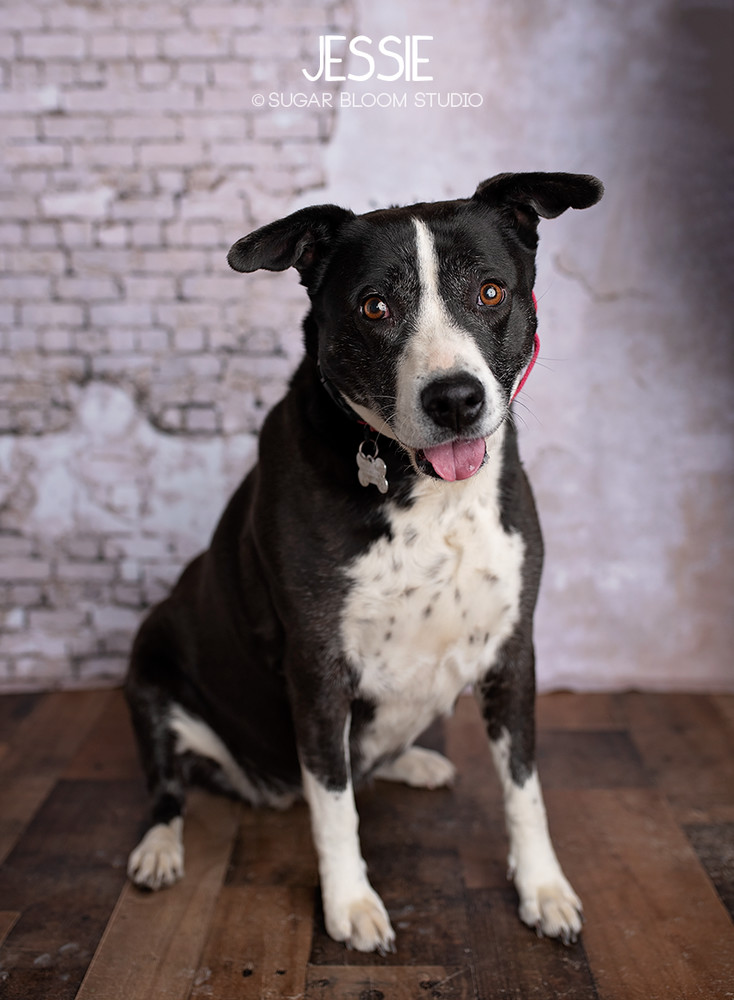 Jessie, an adoptable Labrador Retriever in Littleton, CO, 80126 | Photo Image 6