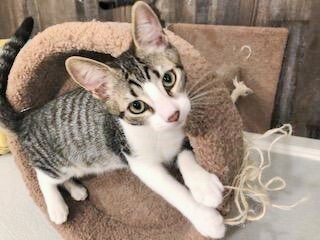 Dumbo and Goofy, an adoptable Domestic Short Hair & Egyptian Mau Mix in Mission Viejo, CA_image-1
