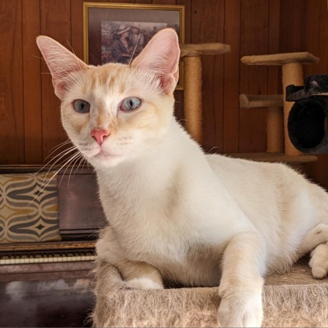 Beluga, an adoptable Domestic Short Hair in Wichita, KS, 67278 | Photo Image 2