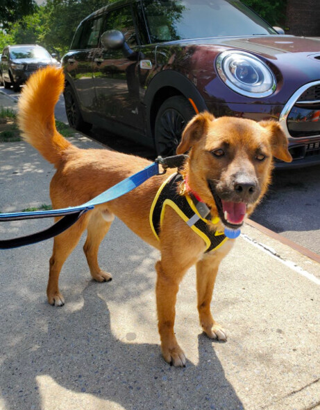 Tama, an adopted Jindo & Retriever Mix in Centreville, VA_image-3