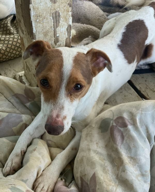 Dog for adoption - Jack, a Jack Russell Terrier Mix in Cliffside Park