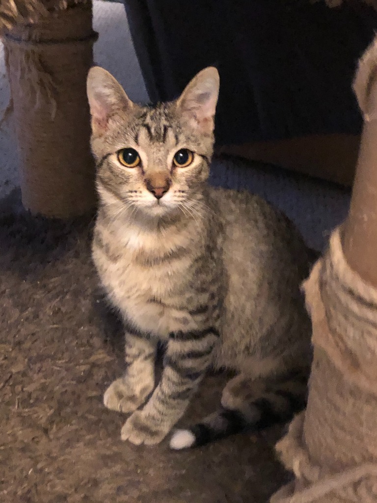 Will-O-Wisp21, an adoptable Domestic Short Hair in Youngsville, NC, 27596 | Photo Image 1