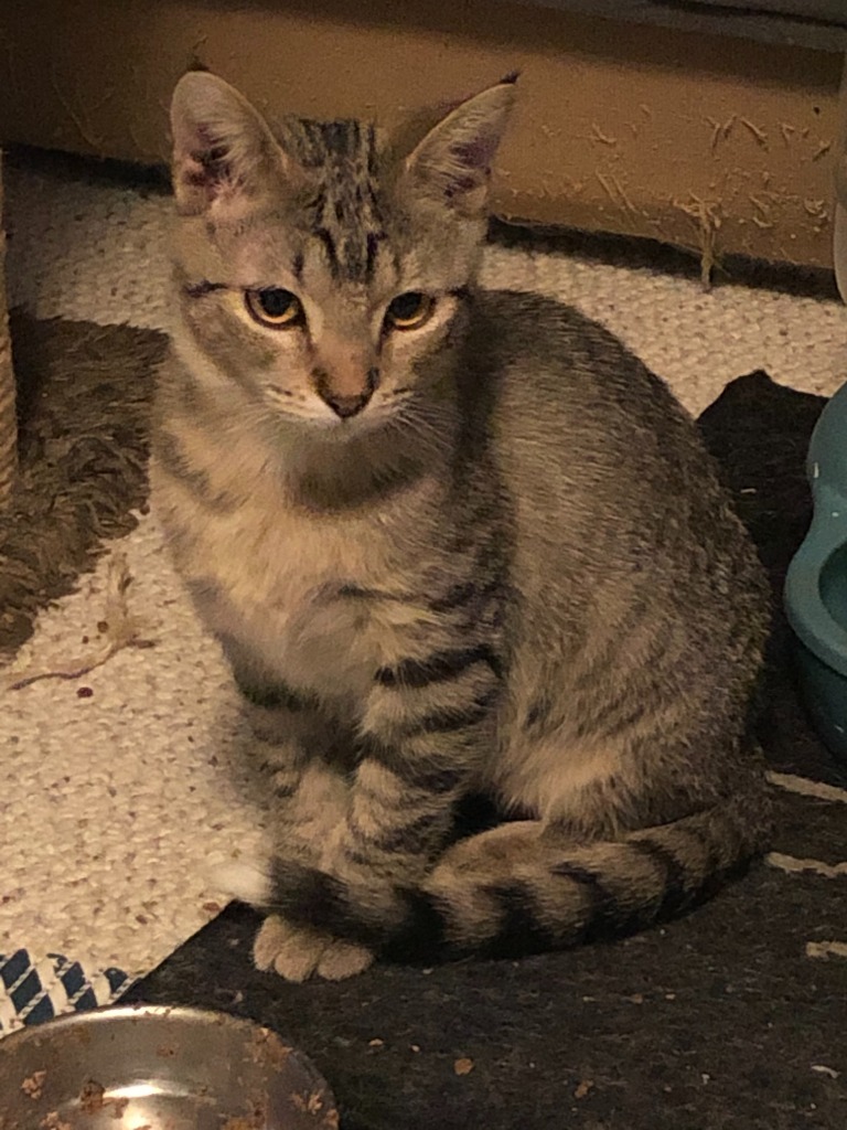 Will-O-Wisp21, an adoptable Domestic Short Hair in Youngsville, NC, 27596 | Photo Image 2