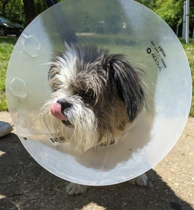 DeeOgee, an adopted Shih Tzu Mix in Annapolis, MD_image-2