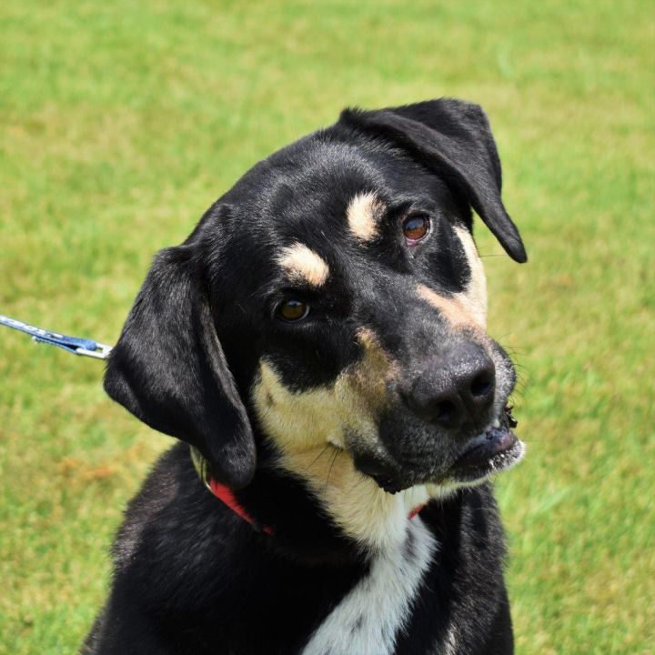 Dog For Adoption Oliver A Mixed Breed In Searcy Ar Petfinder