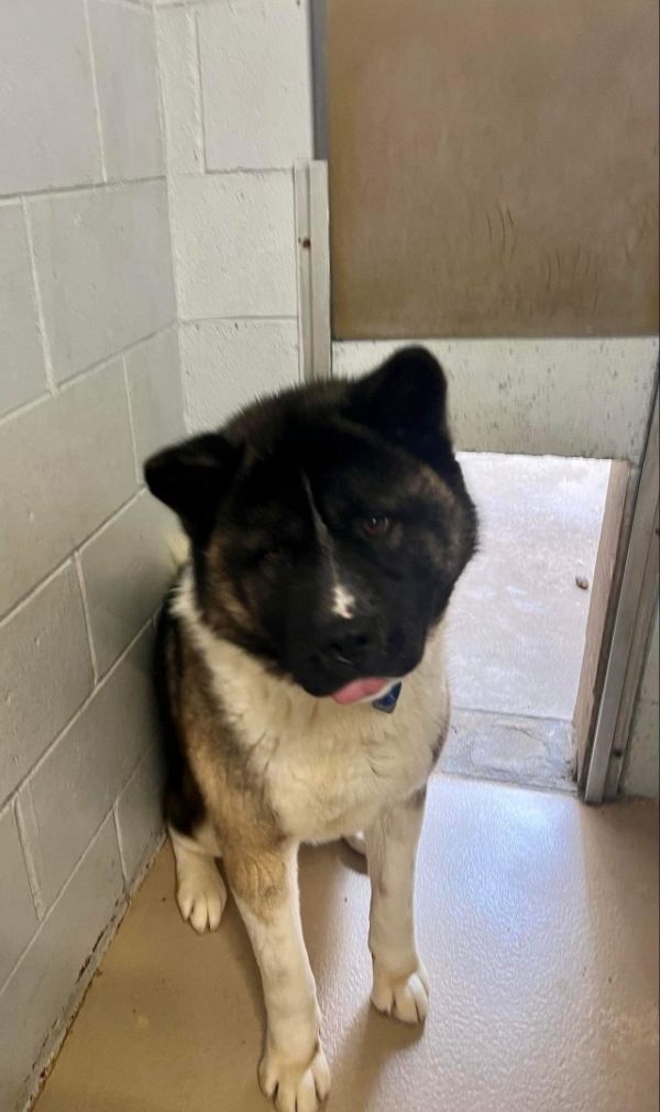 Available - Big East Akita Rescue