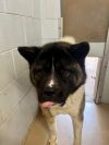 Available - Big East Akita Rescue