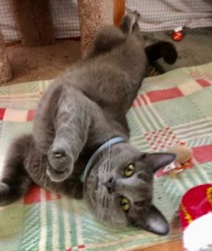 Cat For Adoption Emmalee A Domestic Short Hair Mix In Dover Nh Petfinder