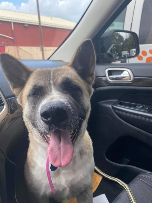 Available - Big East Akita Rescue