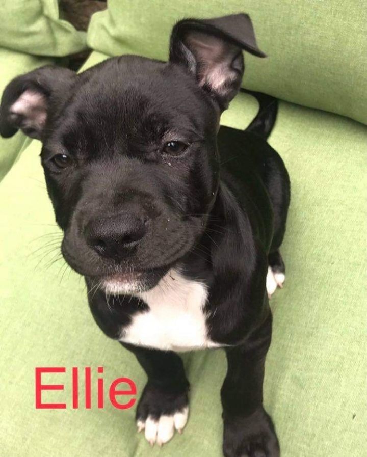 Ellie 2