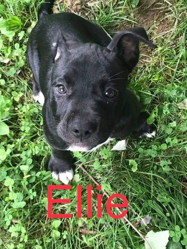 Ellie 3