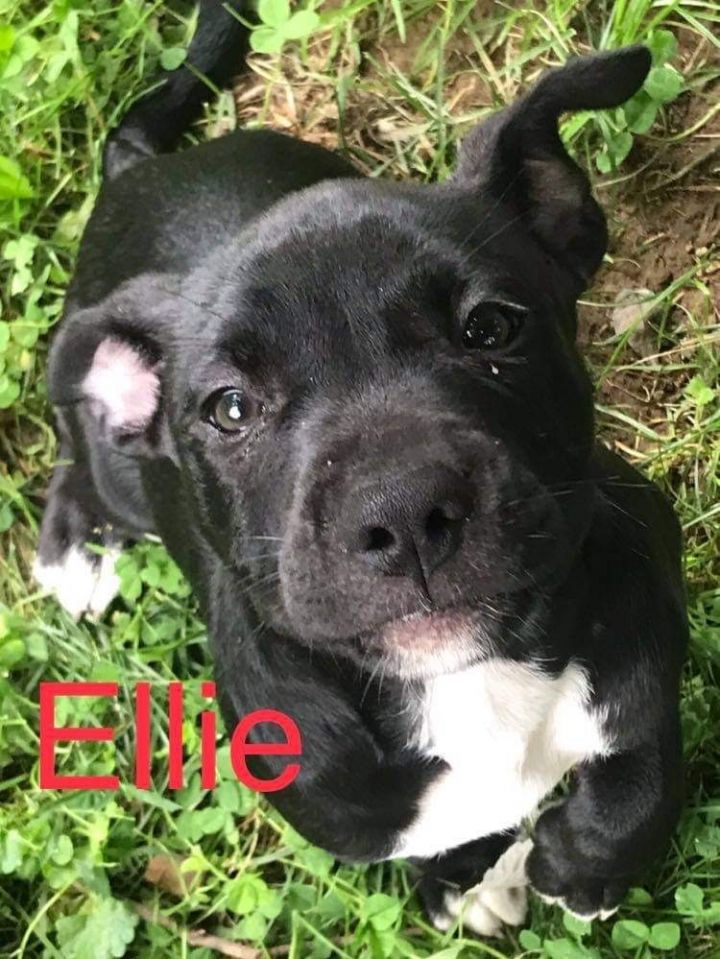 Ellie 6