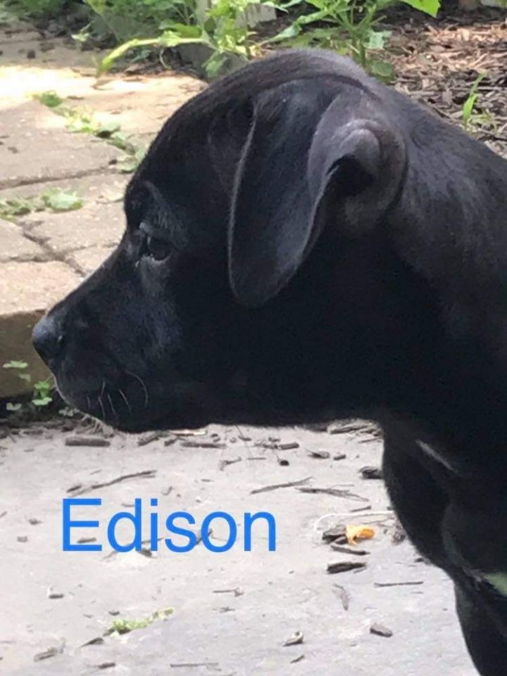 Edison 2