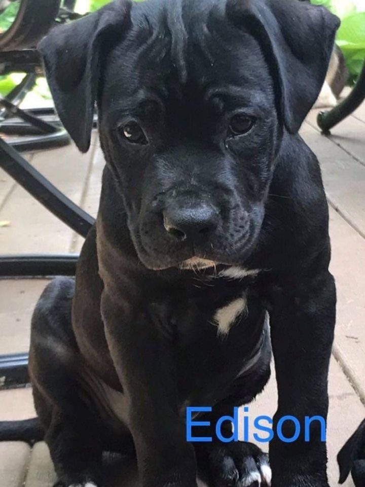 Edison 4