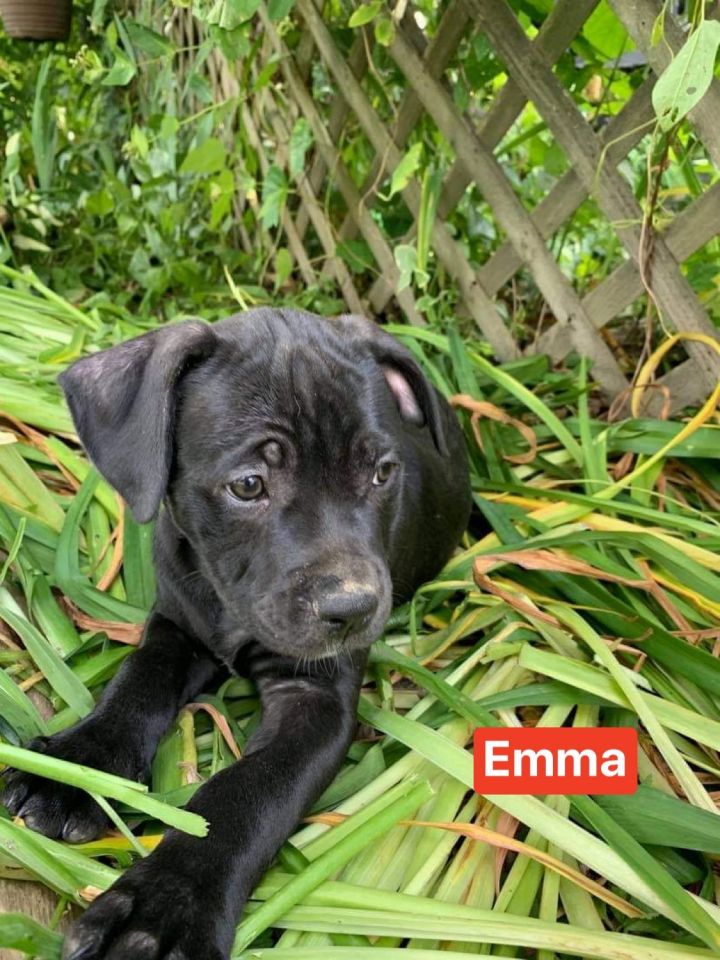 Emma, an adopted American Bulldog & Mastiff Mix in Hatfield, PA_image-5