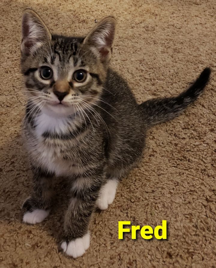 Fred 3
