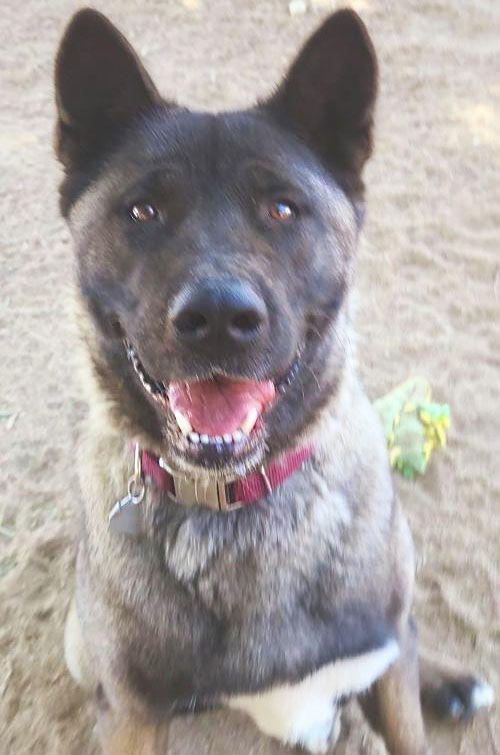 Ume, an adoptable Akita in Romoland, CA, 92585 | Photo Image 1