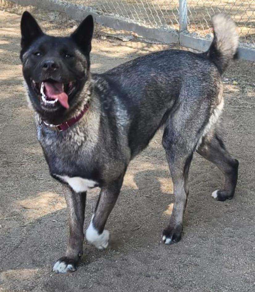 Ume, an adoptable Akita in Romoland, CA, 92585 | Photo Image 2