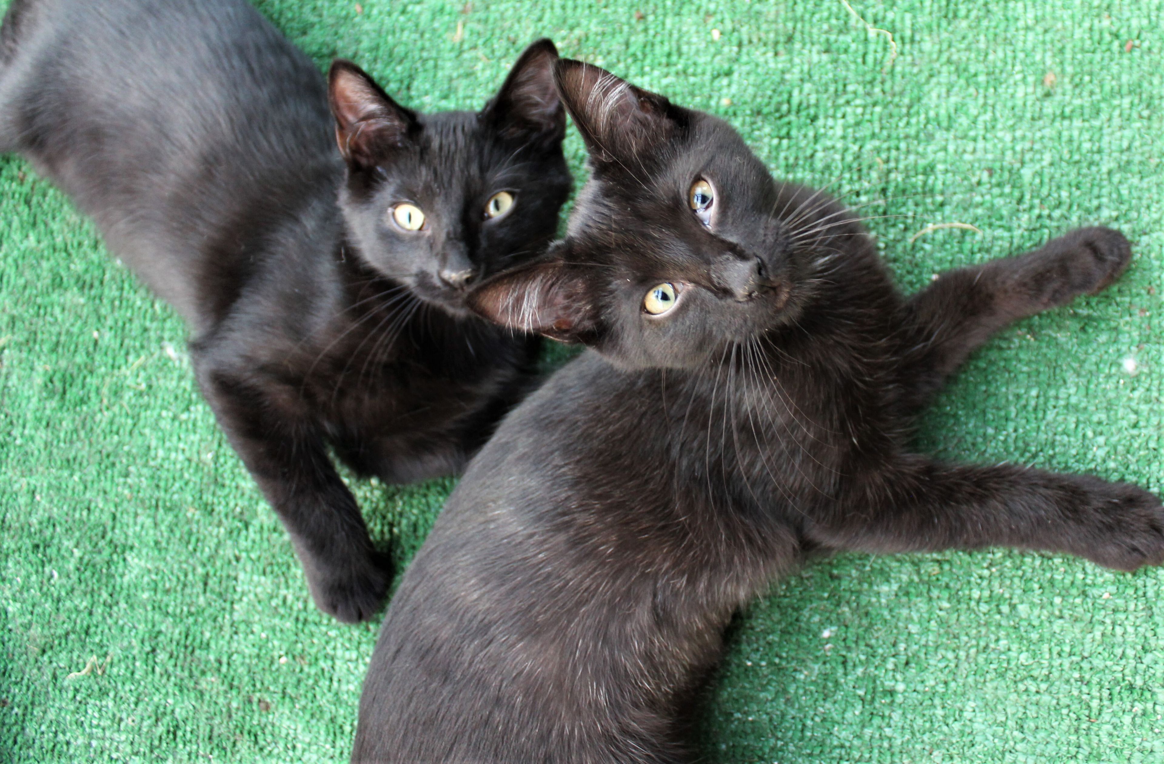 Eugene Shadow Bonded Pair Not Currently Accepting New Applications Waitlist Only detail page