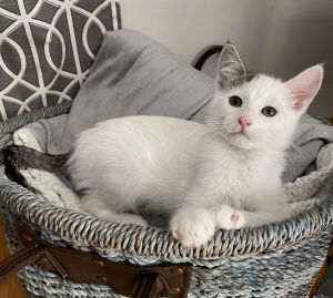 Mochi - Pending Adoption